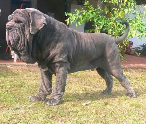 #Neapolitan #Mastiff Napoleon Mastiff, Black Mastiff, British Mastiff, Kangal Dog, Mastiff Breeds, Neapolitan Mastiffs, Giant Dog Breeds, Mastiff Puppies, Fierce Animals