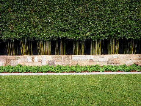 The Wrap Up: Hidden Festival of Outdoor Design Villa Landscaping, Bamboo Garden Fences, Bamboo Hedge, Bamboo Landscape, Garden Landscaping Diy, Croft House, Bamboo Privacy, Privacy Hedge, Privacy Plants