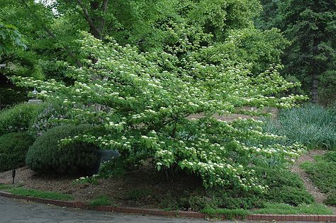 Pagoda Dogwood (Cornus alternifolia) at The Growing Place Cornus Alternifolia, Dogwood Shrub, Pagoda Dogwood, Spring Flowering Trees, Specimen Trees, Dogwood Trees, Dogwood Flowers, Garden Shrubs, How To Attract Birds