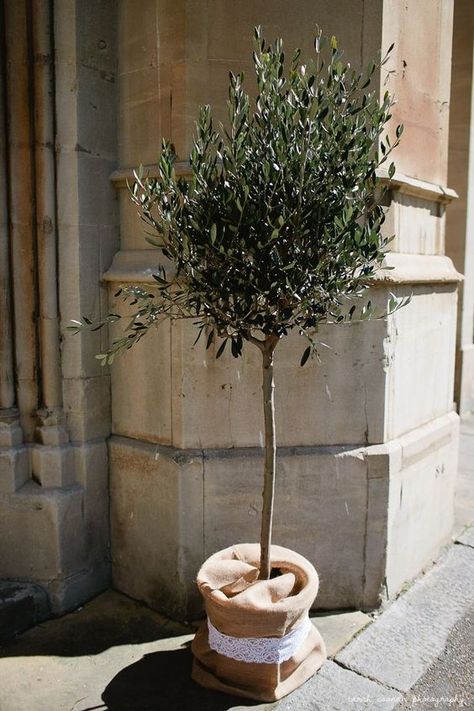 ..: Olive Tree Wedding, Provencal Garden, Marquee Flowers, Oak Tree Logo Design, Olive Bonsai, Wedding White Flowers, Potted Olive Tree, Wedding Food Stations, Family Tree Designs