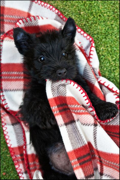 Cairn Terrier Puppies, Scottie Puppies, Scottish Terrier Puppy, Scottie Terrier, Puppies And Kitties, Terrier Puppy, Cairn Terrier, Scottish Terrier, Scottie Dog