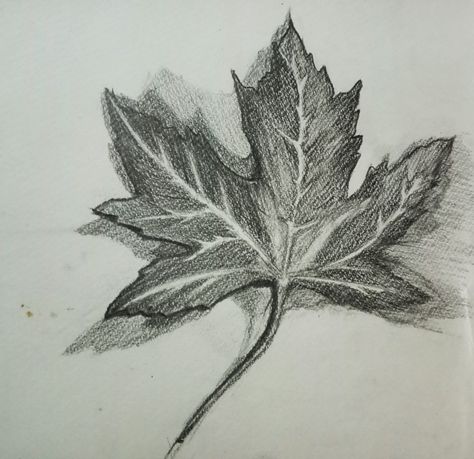 Leaf Art Sketch, Mrtva Priroda Crtezi Olovkom, Leaves Sketch, Plant Sketches, Watercolor Painting Techniques, Sketch Inspiration, Botanical Drawings, Leaf Art, Maple Leaf Tattoo