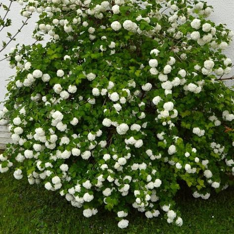 Plant in fall or spring
Zone: 3-9, white blooms plant for your garden Viburnum Shrub, Snowball Viburnum, Plants For Garden, Bush Plant, Live Plants, Lawn Garden, Garden Plants, Lawn, Patio