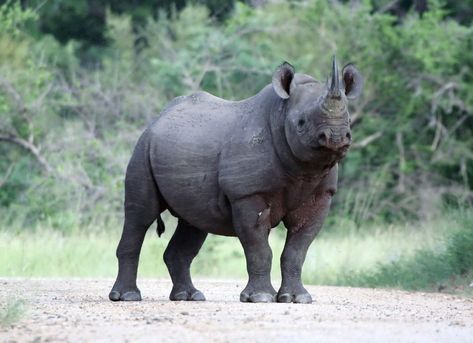 Guest Post: Helping Black Rhinos | International Rhino Foundation Javan Rhino, Rhino Facts, Javan Rhinoceros, Rhino Species, Sumatran Rhino, Rhino Poaching, Rhino Art, Black Rhinoceros, White Rhinoceros