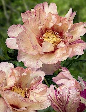 Paeonia Itoh | Lollipop Itoh Peony, Itoh Peonies, Scent Garden, Planting Peonies, Growing Peonies, Garden Compost, Cut Flower Garden, Love Garden, Hardy Perennials