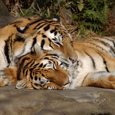 Tigers In Love, Tiger Aestethic, Tigers Photography, Two Tigers, Tiger Love, Tiger Pictures, Cute Tigers, Pretty Animals, Silly Animals