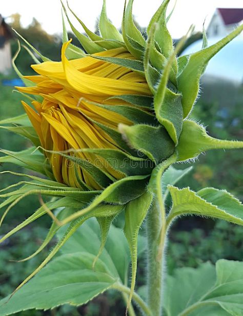 §¡ sunflower Bud close up. Sunflower Bud flower close-up on the background of sum #Sponsored , #ad, #Paid, #Bud, #background, #sum, #close Closed Flower, Sunflower Close Up, Sunflower Bud, Sunflower Reference, Photos Of Sunflowers, Flowers Close Up, Sunflower Leaves, Sunflower Watercolor Painting, Sunflower Artwork