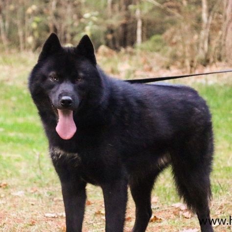 Black Siberian Husky, Black Husky, Police Canine, Wolf Dog, Husky Dogs, Siberian Husky, Dog Photos, Wolves, Solid Black