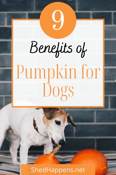 Small white Jack Russel dog with brown on it's head and ears, standing on a grey striped dog bed and chewing on the stem of a pumpkin sitting in front of it. Text states '9 benefits of pumpkin for dogs'. Benefits Of Pumpkin For Dogs, Fresh Pumpkin Recipes For Dogs, Pumpkin For Dogs Upset Stomach, Dog Upset Stomach Remedies, Canned Pumpkin For Dogs, Pumpkin Nutrition Facts, Pumpkin Recipes For Dogs, What To Feed Dogs, Pumpkin Health Benefits