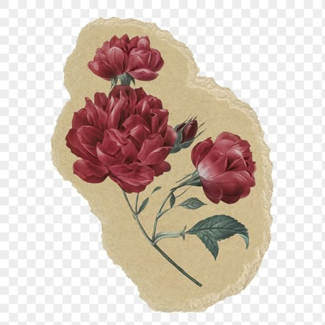 Scrapbook Flowers Printable, Leaves Png For Editing, Transparent Stickers Aesthetic, Vintage Aesthetic Stickers Printables Flowers, Paper Scraps Png, Scrapbook Png Aesthetic, Flower For Journal, Transparent Flowers Png, A Rose Aesthetic