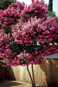 Best Dwarf Trees for Small Space Landscaping (Flowering and More) | Davey Blog | Davey Tree Small Tree Front Yard, Flowering Almond Tree, Flowering Trees For Front Yard, Hydrangea Tree Landscaping, Small Shrubs For Landscaping, Small Trees For Flower Beds, Ornamental Trees Landscaping, Small Space Landscaping, Small Landscape Trees