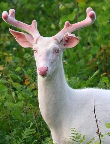 Albino Deer, Rare Albino Animals, Regnul Animal, Albino Animals, White Deer, Mule Deer, Unusual Animals, Rare Animals, Manx