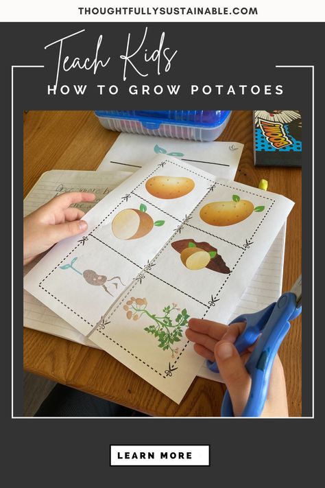 Want to teach your kids about reducing food waste while simultaneously growing some potatoes? Check out this simple science activity to identify and visualize the life cycle of a potato and learn how to grow your own scrumptious spuds! Potato Lesson Plans, Potato Activity For Preschool, Potato Activities For Kids, Potato Crafts For Kids, Potato Activities, Potato Craft, Potato Science Experiment, Outdoor Science, Harvest Activities