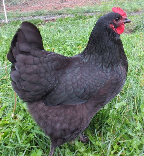 Dorking Chickens, Chickens Backyard Breeds, Australorp Chicken, Laying Chickens Breeds, Baby Chicks Raising, Best Egg Laying Chickens, Egg Laying Chickens, Chicken Owner, Black Chickens