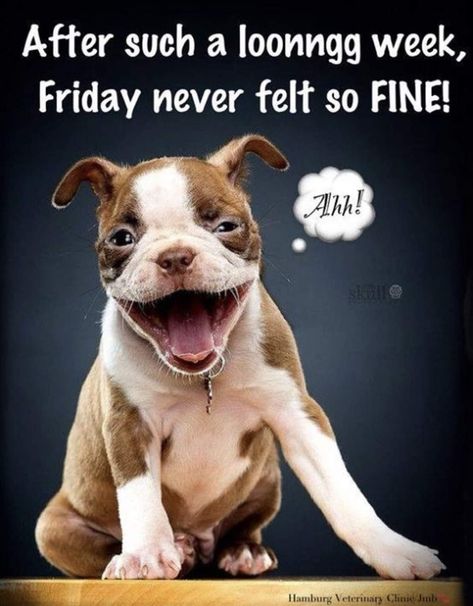 Friday Work Humor, Funny Happy Friday, Good Friday Afternoon, Happy Friday Humour, Friday Cartoon, Friday Funny Pictures, Have A Wonderful Friday, Tim Riggins, Friday Pictures