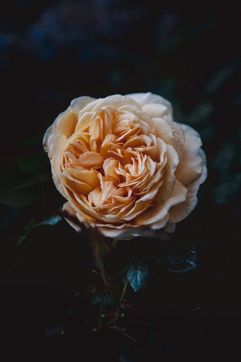 Bathroom Moody, Flowers Moodboard, Moody Branding, Dark And Moody Photography, Love Of Rain, Moody Still Life, Dark Academia Lifestyle, Moody Images, Farm Branding