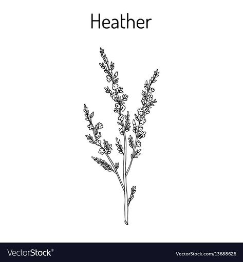 Small Heather Flower Tattoo, Heather Flower Tattoo Ideas, Irish Heather Tattoo, Calluna Vulgaris Tattoo, Sprig Of Heather Tattoo, Bell Heather Tattoo, Fine Line Heather Flower Tattoo, Thistle And Heather Tattoo, Heather Plant Tattoo