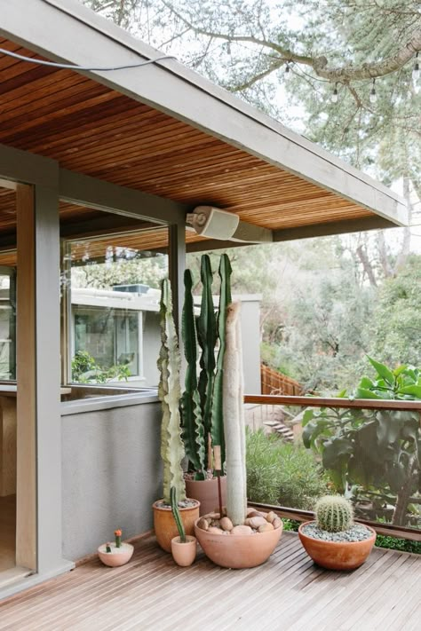 A collection of euphorbias and cacti serve as sculpture. Pamela Shamshiri, Ceiling Slats, Open Hallway, Rudolph Schindler, Front Porch Design Ideas, Porch Design Ideas, Potted Cactus, Deck Decor, Interior Ceiling