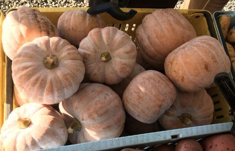 Market Recipe Blog: Autumn Frost Squash with Scallops (with vegetarian option) | CSFS at UBC Farm Autumn Frost Squash, Autumn Frost Squash Recipe, Mashed Squash, Winter Squash Recipes, Pumpkin Family, Csa Recipes, Pureed Soup, Scallops Seared, Recipe Blog