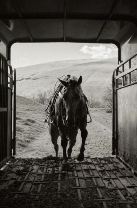 Horse Trailer Aesthetic, Vintage Western Photography, Punchy Backgrounds, Western Pictures, Cowboy Photography, Ranch Horse, Animal Inspiration, Western Photo, Reining Horses