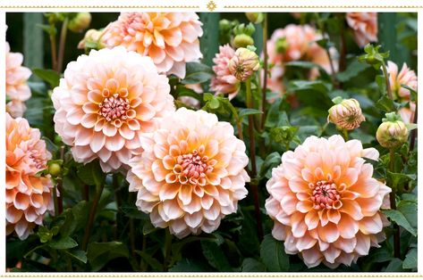 15 Mexican Flowers: Symbolism and Where to Find Them - ProFlowers Blog Easiest Flowers To Grow, Orange Dahlia, Flowers To Grow, Summer Bulbs, Annual Garden, Growing Dahlias, Mexican Flowers, Gladioli, Popular Flowers