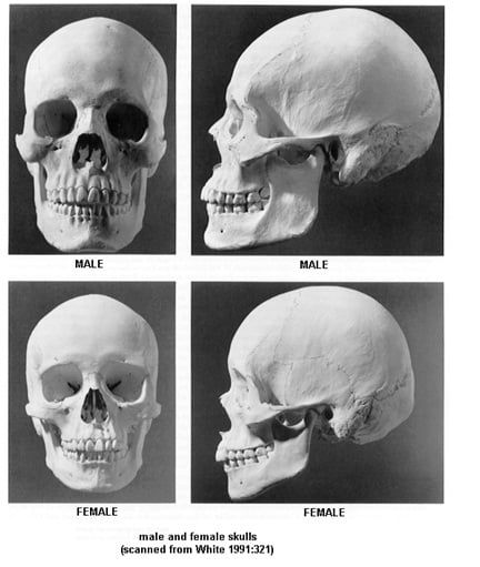 Human Skull Female, Skull Anatomy Practice, Male Vs Female Anatomy, Skull Study, Female Skull, Skull Anatomy, Forensic Anthropology, Head Anatomy, Skull Reference