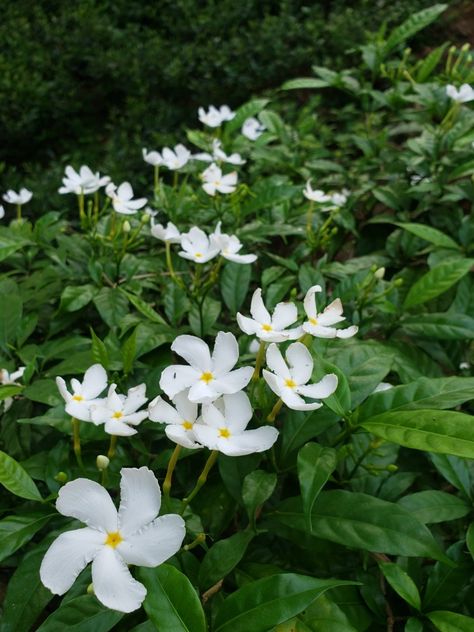 Crape Jasmine Flower, Tabernaemontana Divaricata, Jasmine Tree, Pinwheel Flower, Front Yard Plants, Yard Plants, Jasmine Plant, Hyper Fixation, Rose Crafts