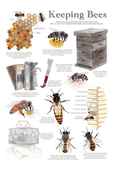 I designed this poster as a sort of reference guide for kids (and grown-ups!) interested in keeping bees. The world of beekeeping is so vast and this is by no means complete. If you would like to read a bit more behind these illustrations, I wrote a short essay in the summer of last year that you can download for free right here: https://www.twigandmoth.com/freeThese posters are 12" x 18" and have been printed onto lovely matte 100lb card stock. They are all initialed and dated on the reverse. ( Entomology Illustration, Keeping Bees, Free Vintage Printables, Short Essay, Bee Friendly, New Roots, Poster Hanger, Nature Study, Save The Bees