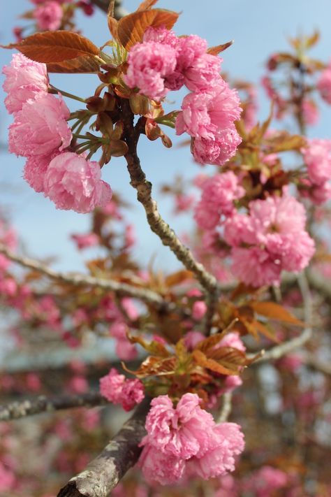 Kwanza Cherry Tree...Chattanooga, TN Soil Conditioner, Garden Design Plans, Cherry Tree, Garden Design, Nursery, Flowers, Plants, Art