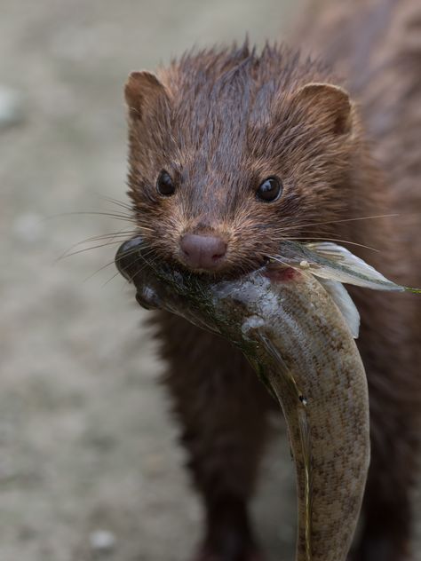 Mink with its morning catch (Neovison vison)[2916x3888] Mink Animal, Pine Marten, Pet Ferret, Animal Study, Wildlife Photos, Endangered Animals, Silly Animals, Coloring Book Art, Wildlife Animals