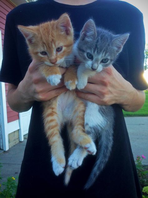 My 8 week old kittens at the farm I adopted them from! Farm Kittens, Baby Cat, Old Cats, I 8, Baby Cats, The Farm, Cat Mom, Adoption, Curly Hair Styles