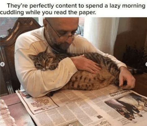 18 Wholesome Cat Memes For People Who Are Spending Caturday Curled Up With Their Cats - I Can Has Cheezburger? Household Rules, Wholesome Cat, Warm Fuzzies, Funny Animal Jokes, Dogs Funny, Cat Facts, Cat People, Whimsical Cats, Cats Love