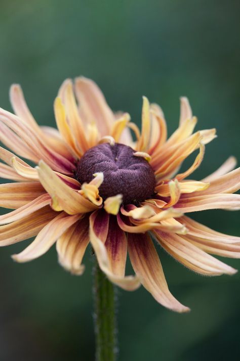 Rudbeckia — Bud to Seed Rudbeckia Sahara, Rudbeckia Hirta, Garden Bed Layout, Late Summer Flowers, The Tiny Seed, Summer Flowers Garden, Reference Pics, Seed Catalogs, Brown Flowers