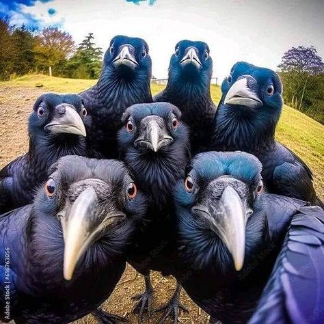 Crow Lovers | THE WHOLE GANG | Facebook Crow Funny, Flamingo Pictures, Exotic Pet, Beauty Quiz, Nature And Wildlife, Crows Ravens, Mirror Selfie Poses, Pet Rescue, Pet Rats