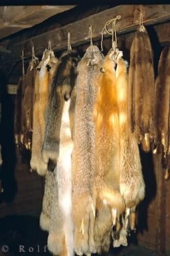 Photo of animal pelts lined up at a historicfur trading post in Manitoba, Canada. Viking Fur Mantle, Animal Pelt Clothing, Trapping Fur, Coyote Pelt Display, Fur Trapper Mountain Man, Fur Trapper, Mountain Man Rendezvous, Hudson Bay Company, Trading Post