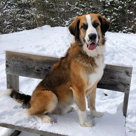 20 St. Bernard Mixed Breed Dogs: Big Doggies With Big Hearts! | Page 3 of 7 | The Dogman Big Doggies, Golden Mountain Dog, St Bernard Mix, Bernese Mountain Dog Mix, St Bernards, Dogs Big, Big Hearts, Swiss Mountain Dogs, Dog Mixes