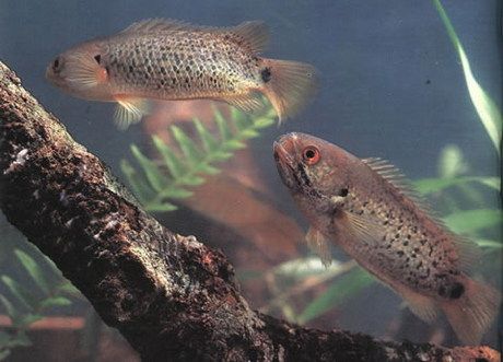 The climbing perch, Anabas testudineus, of SE Asia, is brown and reaches a… Tropical Aquarium, Se Asia, Freshwater Fish, Aquarium Fish, Fresh Water, Fish Pet, Climbing, Fish, Animals