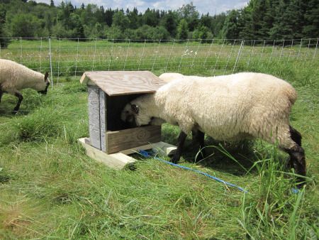 Portable sheep mineral feeder Sheep Mineral Feeder Diy, Diy Mineral Feeder, Horse Stalls Diy, Goat Feeders, Sheep Feeders, Sheep Shelter, Chicken Shelter, Raising Livestock, Fiber Animals