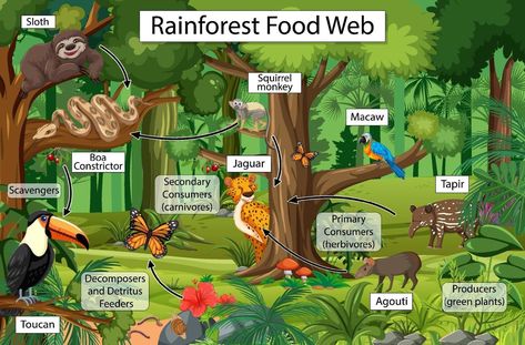 Rainforest Food Web, Rainforest Food Chain, Food Webs Projects, Food Chain Diagram, Web Diagram, Diaroma Ideas, Rainforest Ecosystem, Mouth Anime Aesthetic, Rainforest Biome