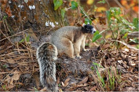 I saw a Fox Squirrel today! (I took a blurry photo, but  Bo Chambers photo, here is better.) Fox squirrels are endangered. Black Squirrel, Florida Fish, Mangrove Swamp, Fox Squirrel, Outdoors Tattoo, Cute Squirrel, Park Ranger, African Elephant, Wildlife Conservation