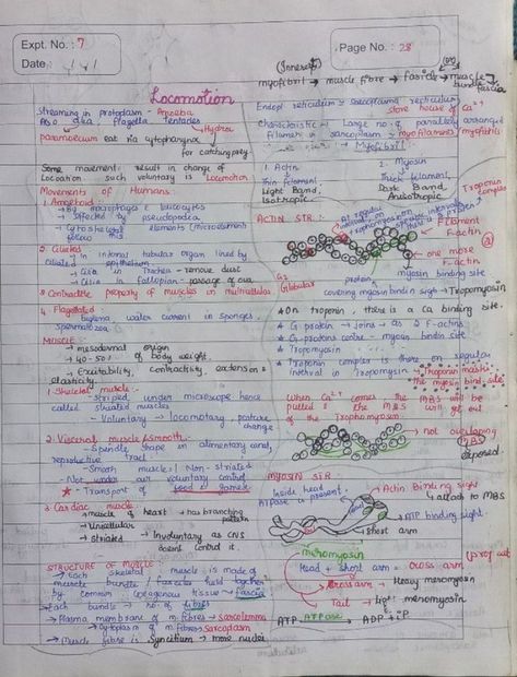 Locomotion And Movement, Neet Notes, Human Physiology, Biology Facts, Science Notes, Biology Notes, Study Skills, Medical School, Craft Stick Crafts