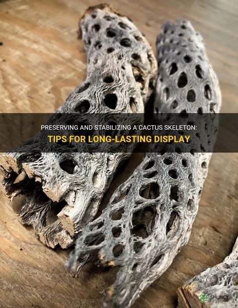 Preserving And Stabilizing A Cactus Skeleton: Tips For Long-Lasting Display | ShunCy Cactus Skeleton, Moon Candles, Skeleton Craft, Cactus Craft, Diy Driftwood, Rock And Stone, Plant Structure, Mushroom Pictures, Plant Ties