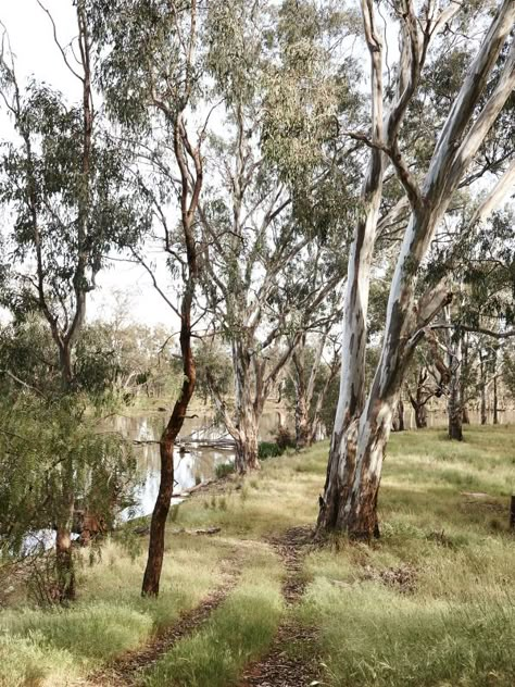 Australia Landscape, Australian Trees, Outback Australia, Australian Bush, The Design Files, Pastel Art, The Ranch, Australia Travel, Plant Life