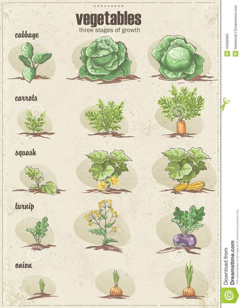 Set Of Vegetables With Three Stages Of Their Growth.Set1 Stock Vector - Image: 44932860 Plantarea Legumelor, Guerrilla Gardening, Vegetable Garden Planning, Urban Agriculture, Garden Veggies, Garden Journal, Garden Deco, Easy Garden, Planting Vegetables