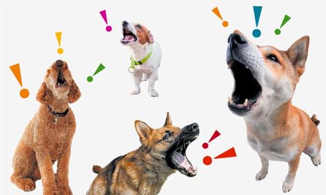 From yaps to howls: what your dog’s bark means – and how to get them to tone it down | Dogs | The Guardian Dog Bark, Before We Go, Sharp Teeth, Blue Cross, Animal Behavior, Dog Barking, Dog Pin, Cavalier King Charles Spaniel, Cute Dog