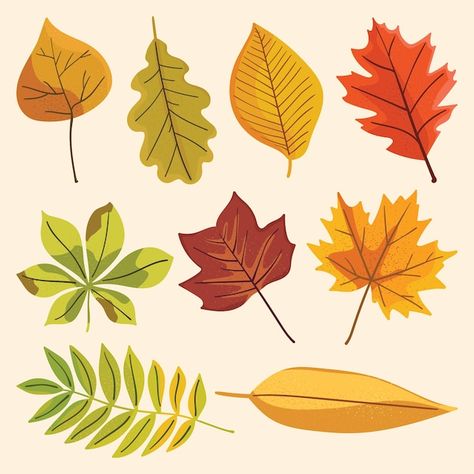 Autumn leaves vector illustration collec... | Premium Vector #Freepik #vector #fall #autumn #autumn-leaves #fall-leaves Leaves Vector Illustrations, Fall Leaves Illustration, Autumn Leaves Illustration, Autumnal Inspiration, Leaves Illustration, Fallen Leaves, Leaves Vector, Leaves Fall, Acrylic Pour