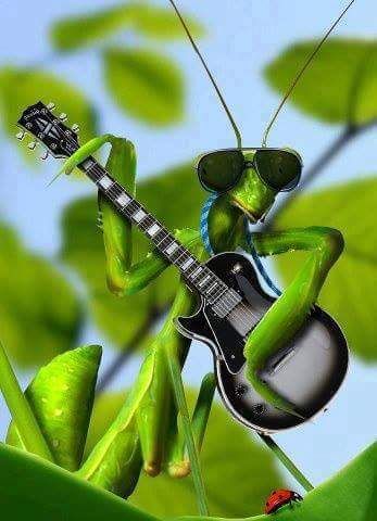 Praying Mantis, Cool Pets, Music Is Life, Music Art, Music Is, Rock N Roll, Bugs, Electric Guitar, Insects