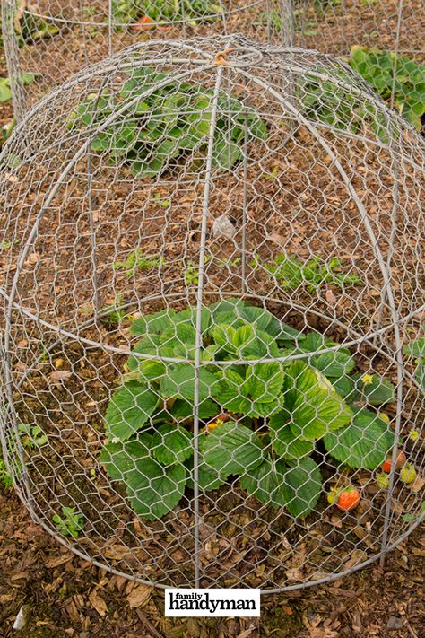 Garden Cloche, Survival Gardening, Good To Great, Veg Garden, Home Vegetable Garden, Garden Pests, Veggie Garden, Pesticides, Raised Garden