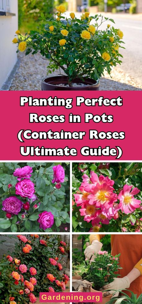 Planting Perfect Roses in Pots (Container Roses Ultimate Guide) Growing Roses In Arizona, Rose Bushes In Pots, Roses In Pots Ideas, Rose Container Gardening, Roses In Containers Pots Patio, Roses In Planters, Rose Trees In Pots, Planting Roses In Pots, Planting Rose Bushes