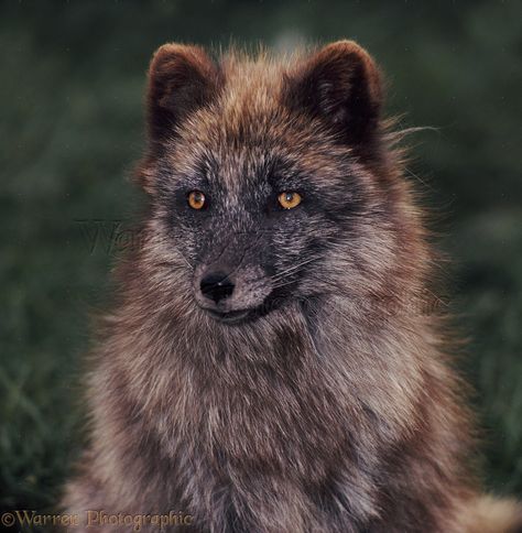 https://www.warrenphotographic.co.uk/22246-arctic-fox-in-summer-coat Nature Wallpapers Hd, Fox Background, Fox Totem, Female Fox, Wallpapers Pc, Red Grass, Summer Coat, Mobile Backgrounds, Foxes Photography